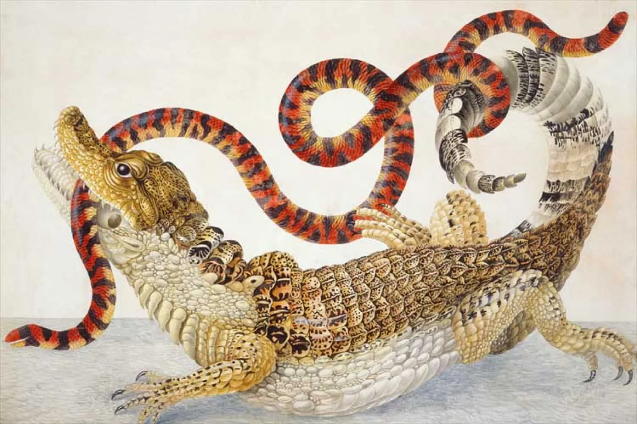 Maria Sibylla Merian: plants and insects of Suriname