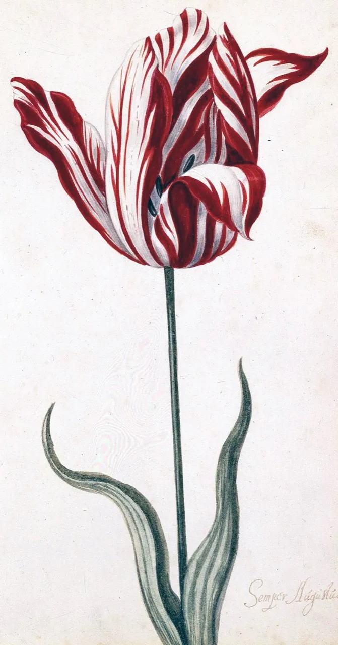 (2) The variety “Semper Augustus”: a legend of tulip mania