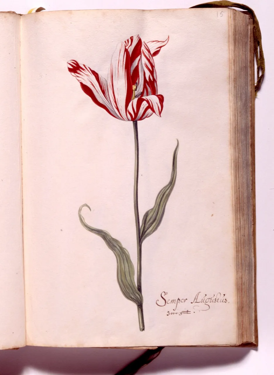 A tulip in a seventeenth-century botanical illustration